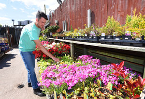 Walsall Garden Centre shop assistant Stephen Meddings checks the plants before reopening