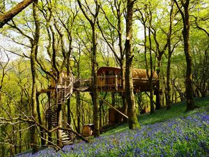 Supporting image for story: Tree houses in top 50 charts