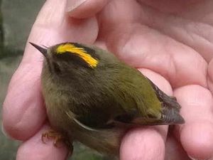 Supporting image for story: Are Eric and Ernie no longer funny?