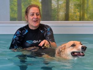 Supporting image for story: Dogs take the plunge and learn new skills thanks to hydrotherapist's life-saving lessons