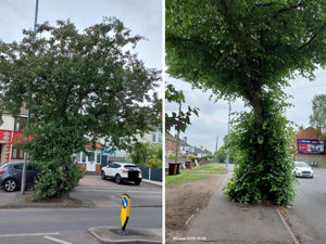 Supporting image for story: Councillor urges public to oppose ‘ludicrous’ tree felling plan across Willenhall
