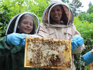 Supporting image for story: Bee Friendly: Why Shropshire border castle is buzzing