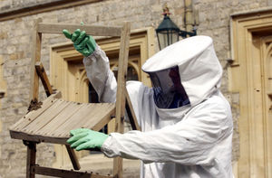 A bee keeper removes a swarm of bees which had attached itself to a chair set aside for dignitaries, before The Her Majesty The Queen inspected The Queen's Company of the Grenandier Guards, at Windsor Castle