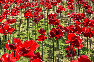 Supporting image for story: Ludlow plans a sea of poppies for the fallen
