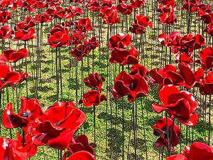 Supporting image for story: Ludlow plans a sea of poppies for the fallen
