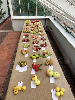 A variety of apples have been growing. Photo: National Trust