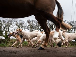 Supporting image for story: National Trust members vote to ban trail hunting