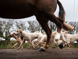 Supporting image for story: Trail hunting ban will ‘likely result in 300 dog deaths’ in Shropshire – Wrekin MP