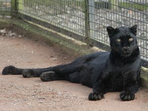 Supporting image for story: Tiger King's Carole Baskin claims big cat spotted in the region is Black Leopard and urges people not to run if they see it