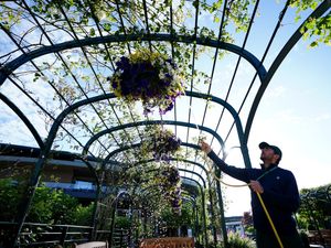 Supporting image for story: Wimbledon flower displays to be peat-free, head gardener vows
