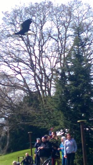 The falconry display saw some of the world's most impressive birds take flight