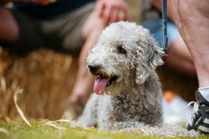 Thousands of people – and dogs – turned out for Ludlow Dog Day.