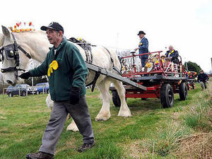 Supporting image for story: Horses are the stars of big parade