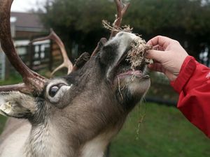 Supporting image for story: Rent-a-reindeer business sees bookings crash as Christmas events cancelled