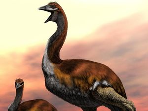 Supporting image for story: Largest bird that ever lived revealed