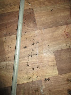 A rat infestation was found discovered inside Anna's Sandwich Shop