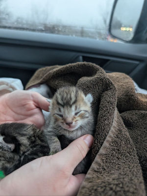 The rescue came just before World Spay Day on Tuesday, February 24