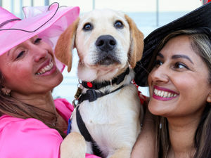 Supporting image for story: Top dogs meet top hats: Guide dog puppies discover Ascot's wildest headgear