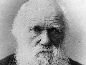 Supporting image for story: First edition of Darwin's On the Origin of the Species sells for world record-breaking amount