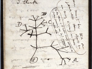 Supporting image for story: 'Stolen' Darwin manuscripts anonymously returned to university library after 21 years