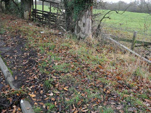 Supporting image for story: Man dies after car hits tree