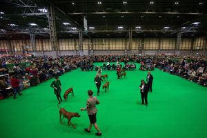 Rhodesian Ridgeback dogs competing at the Birmingham National Exhibition Centre (NEC) during the final day of the Crufts Dog Show. PA Photo. Issue date: Sunday March 8, 2020. See PA story ANIMALS Crufts. Photo credit should read: Jacob King/PA Wire.