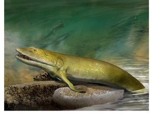 Supporting image for story: Ancient fish ‘could reveal clues about evolution of human hand’