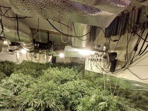 Supporting image for story: Two men arrested after large-scale cannabis grows found during two raids in town centre