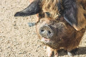 The kunekune, is a small breed of domestic pig from New Zealand.