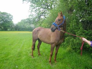 He looks like a totally different horse after being rehomed, while his former owner has been banned from keeping horses for a decade