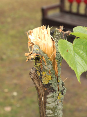 Pelsall Centotaph Walsall /damaged tree.