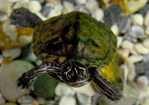 Springwatch and Animal Park presenter Megan McCubbin officially opened the new £7 million animal study centre at Dudley College and viewed the many species housed there.