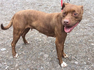 Supporting image for story: Stolen dog returned to rescue centre after attempted £100 street sale