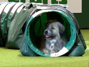 Supporting image for story: Bad boy! Hilarious rescue dog steals hearts during disastrous agility run at Crufts