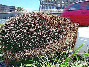 Supporting image for story: Shropshire hedgehog charity in KFC cups appeal