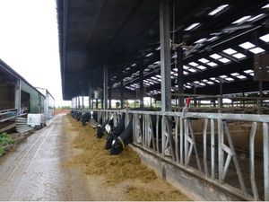 Supporting image for story: Shropshire farm fined £16,000 after worker injured by charging bull