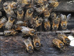 Supporting image for story: AI uses bee-like ‘swarm thinking’ to correctly predict Time Person of the Year