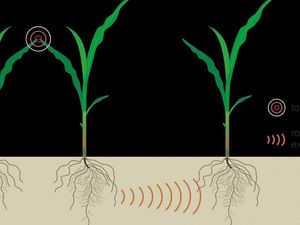 Supporting image for story: Plants use chemical signals to ‘talk’ to each other underground