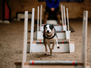 Supporting image for story: It's noisy and it's fast: Welcome to the world of flyball 
