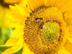 Supporting image for story: Brainy bees can do simple arithmetic, research shows