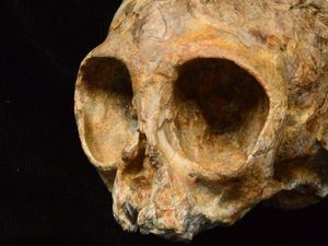 Supporting image for story: Thirteen million-year-old primate fossil skull sheds new light on human origins