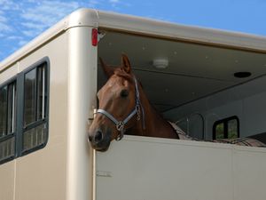 Supporting image for story: Morland UK to go extra furlong with county show support 