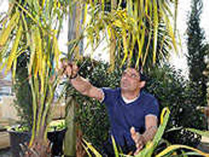 Supporting image for story: Thieves are latest garden pests