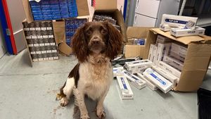 Sniffer dog, Griff, assisted teams in tracking down around £365,000 worth of illegal tobacco products