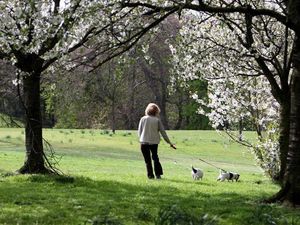 Supporting image for story: Police reassure dog owners after theft concerns