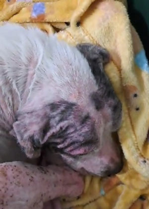 Mimi (pictured) and Murphy were abandoned last month