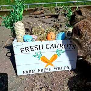 DZC's meerkats enjoy some Easter enrichment