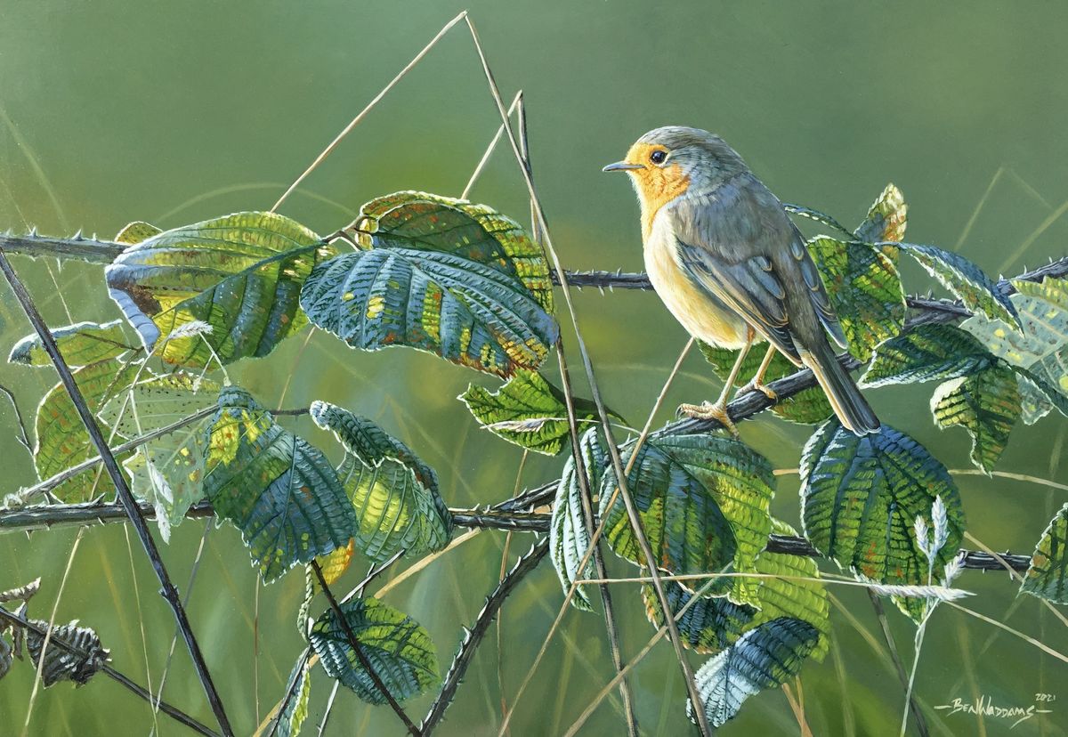 A winter land of teeming wildlife - we explore the joys of nature you can see in Shropshire this December