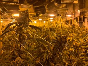 Supporting image for story: Trio caught looking after £1.5m cannabis farm in abandoned Telford industrial unit are locked up