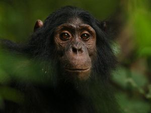 Supporting image for story: Scientists capture diverse reactions of wild apes to camera traps